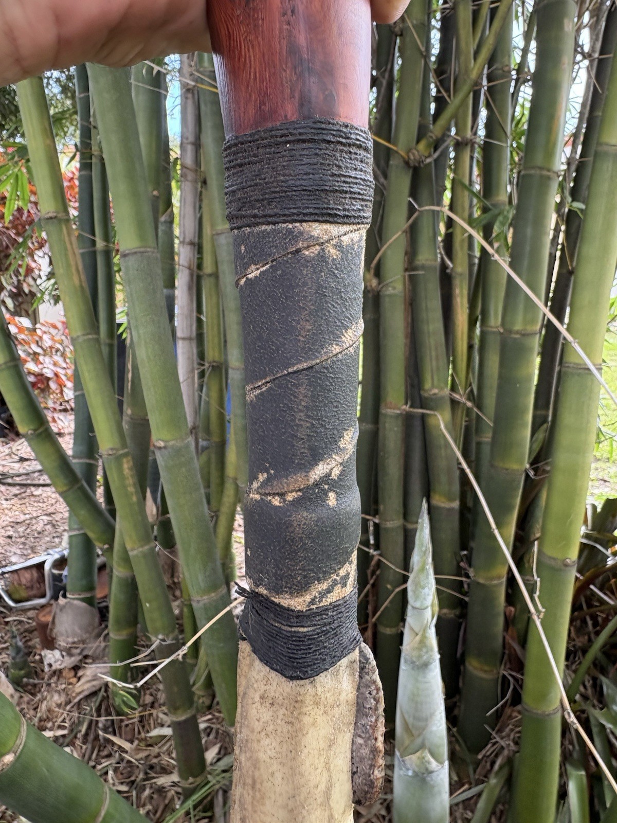 Fire Hardened Red Cedar Giant Woodpecker Effigy Two Handed Battle Club Crusher