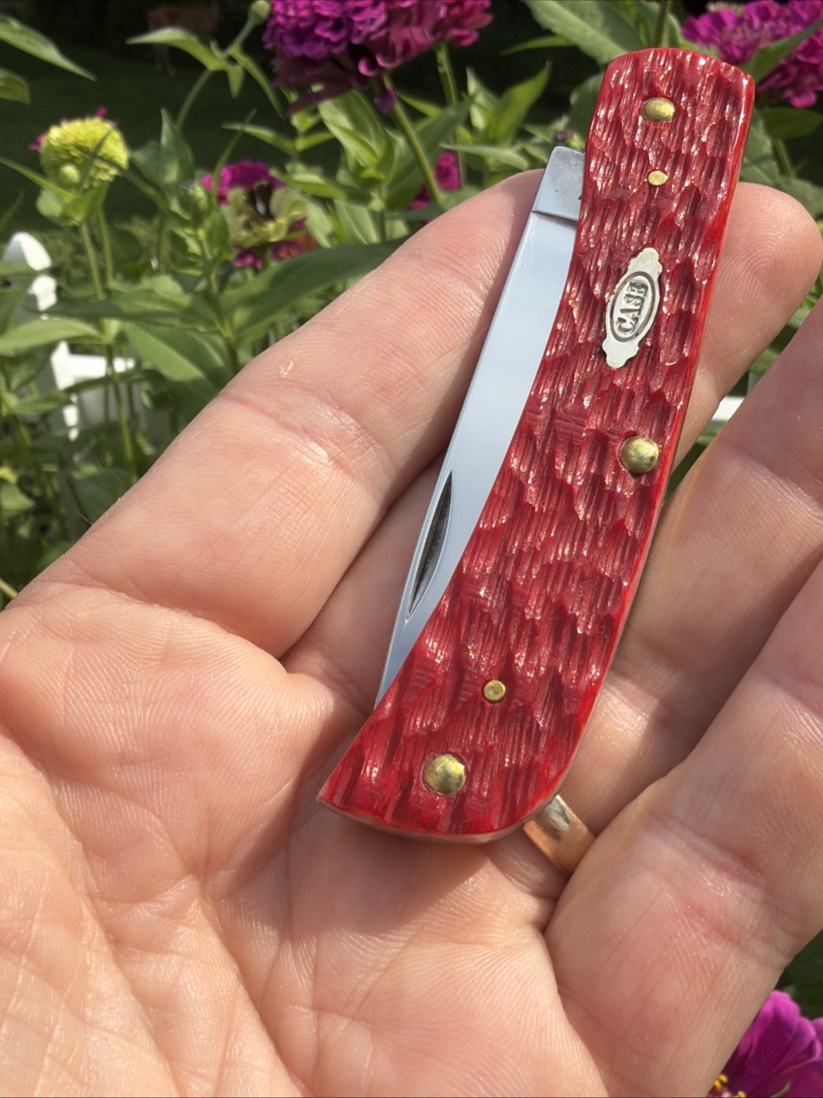 Case XX 2025 Dark Red Peach Seed Jig Bone 6137 CS Sod Buster Jr. Knife