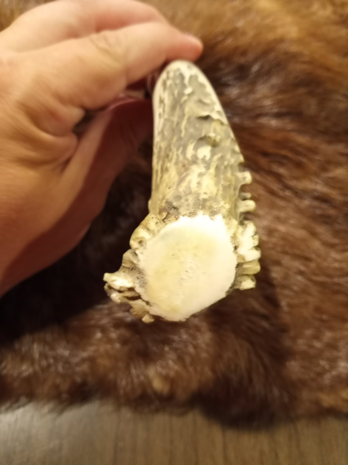 Handmade Whitetail Deer Antler Handled Knife Forged Brass Guard Hunting Bowie