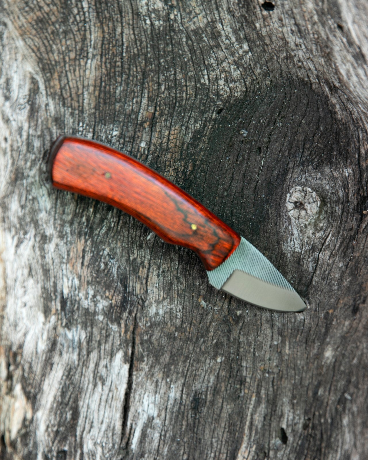 Sawmill Compact 5.5″ Skinner, Hardwood Handle, Leather Sheath – Rugged, Sharp!