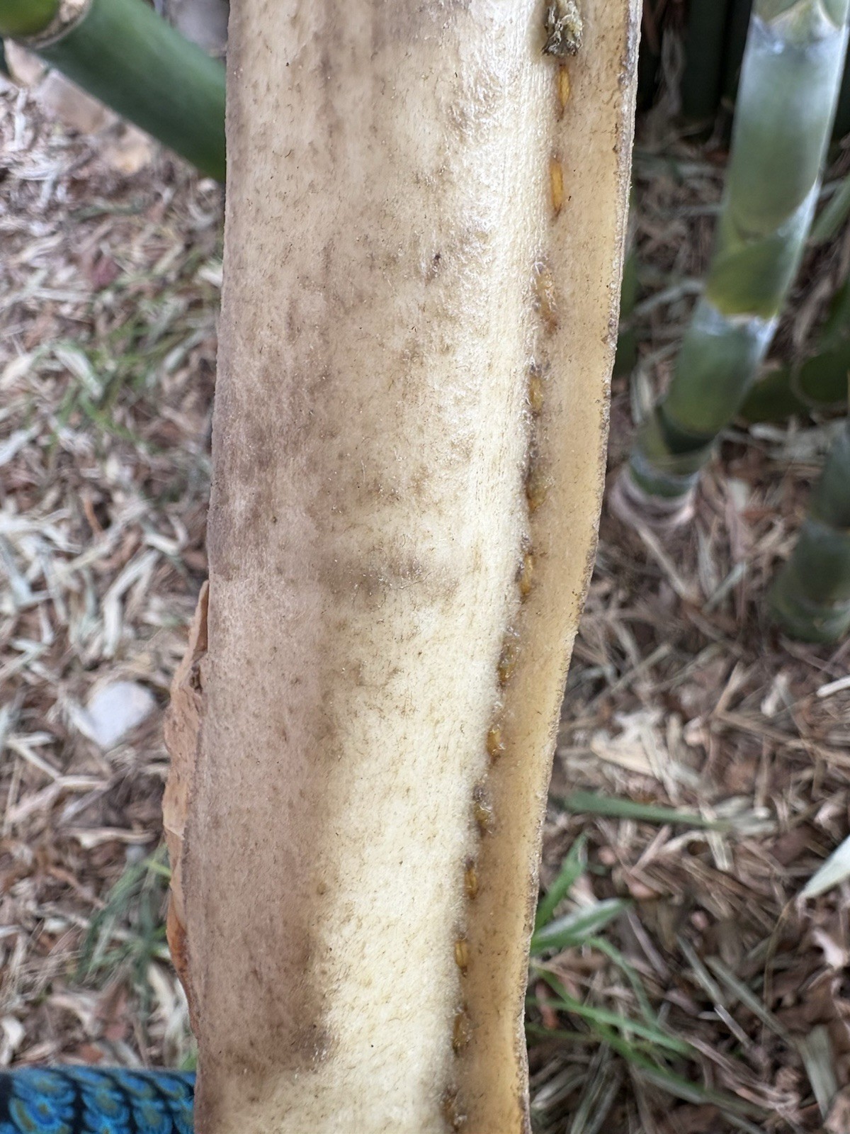 Fire Hardened Red Cedar Giant Woodpecker Effigy Two Handed Battle Club Crusher